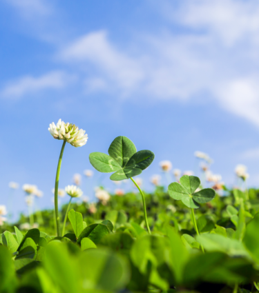 Cloverly
